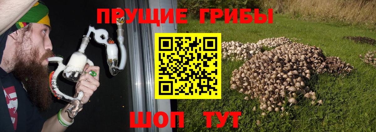 Галлюциногенные грибы прущие грибы Волхов